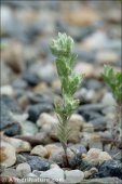 Logfia clementei