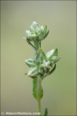 Logfia minima