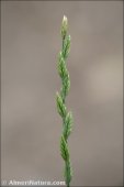Lolium multiflorum