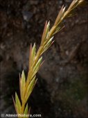 Lolium perenne