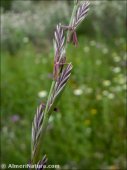 Lolium rigidum