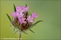 Lomelosia stellata