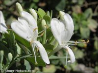 Lonicera biflora