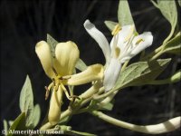 Lonicera biflora