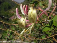 Lonicera etrusca