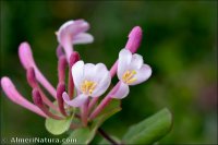 Lonicera implexa