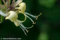 Lonicera periclymenum
subsp. hispanica