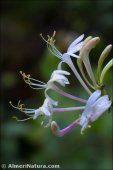 Lonicera periclymenum
ssp hispanica