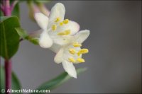 Lonicera pyrenaica
