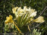 Lonicera splendida