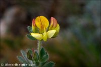 Lotus carpetanus