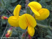Lotus carpetanus