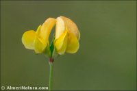 Lotus carpetanus