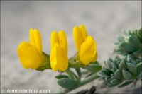 Lotus cytisoides