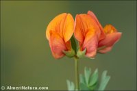 Lotus delortii