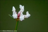 Lotus dorycnium