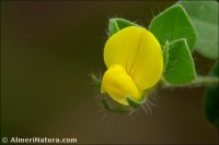 Lotus edulis