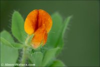 Lotus edulis