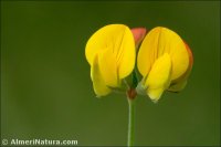 Lotus glacialis