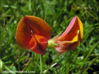 Lotus glacialis