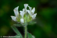 Lotus hirsutus