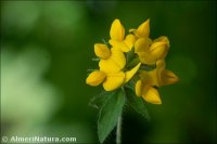 Lotus pedunculatus