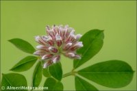 Lotus rectus