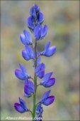 Lupinus angustifolius