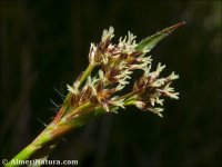 Luzula campestris