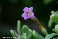 Lycium intricatum
