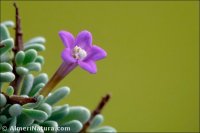 Lycium intricatum