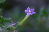 Lycium intricatum