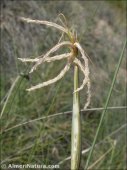 Lygeum spartum