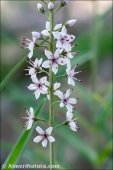 Lysimachia ephemerum