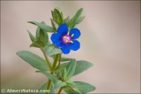 Lysimachia foemina