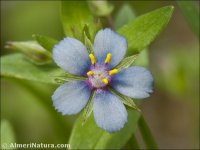 Lysimachia loeflingii