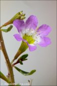 Lythrum baeticum