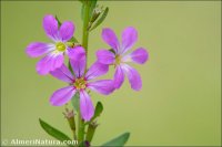 Lythrum hyssopifolia