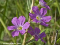 Lythrum junceum