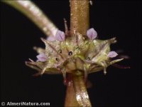 Lythrum portula