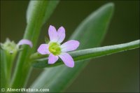 Lythrum tribracteatum