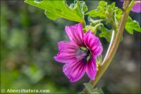 Malva arborea