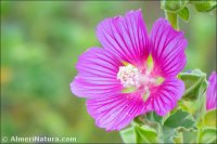 Malva lusitanica