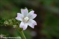Malva neglecta