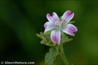 Malva neglecta