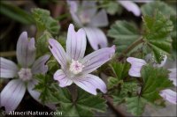 Malva nicaensis