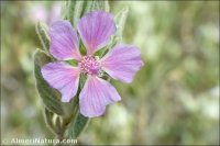 Malva oblongifolia