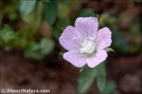 Malva setigera