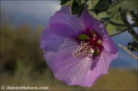 Malva subovata
