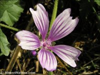 Malva sylvestris